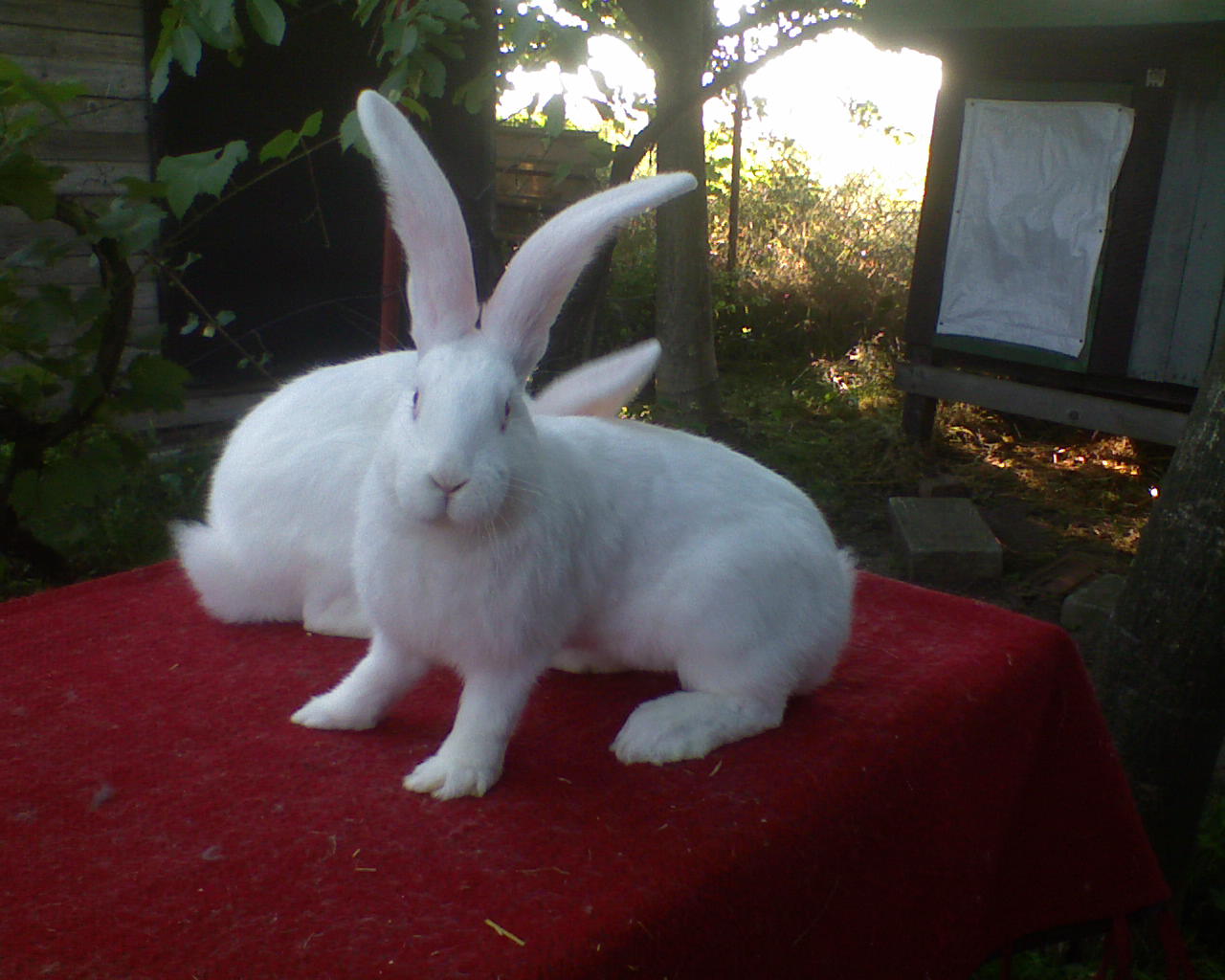 DSC00082.JPG