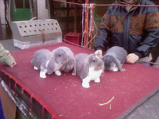 mignon4.JPG