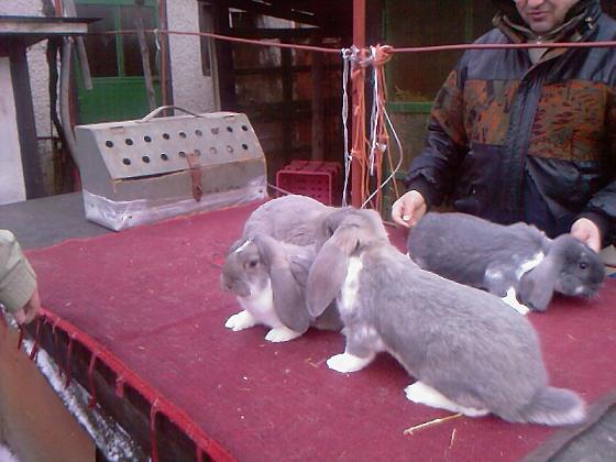 mignon5.JPG